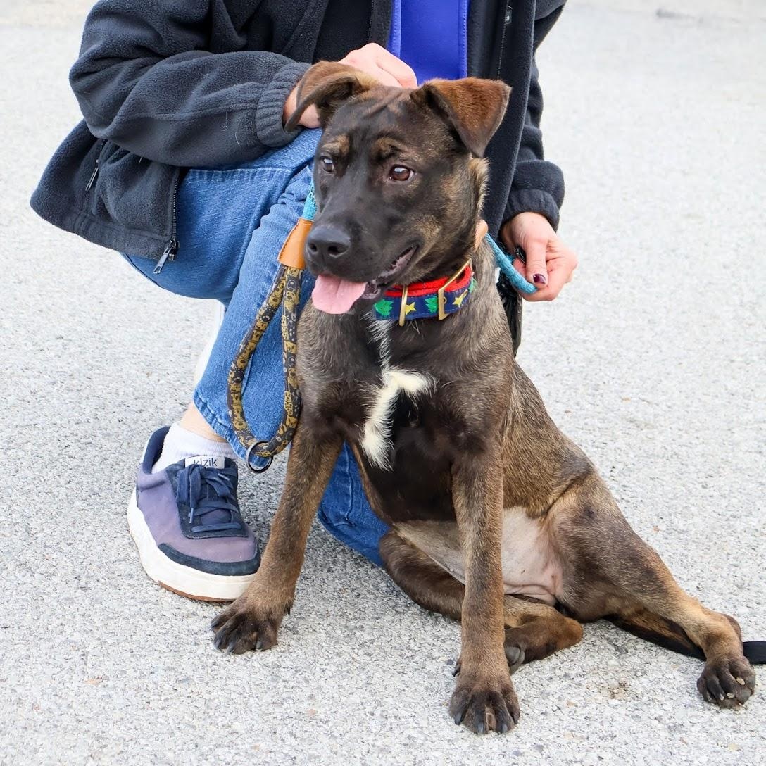 Enlarge Mickey, a Adoptable Belgian Shepherd / Malinois in Hollister, MO image 2/2