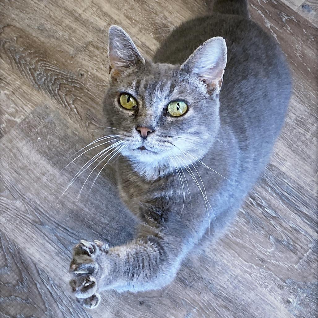 Luna, Adoptable, Adult Female Domestic Short Hair.