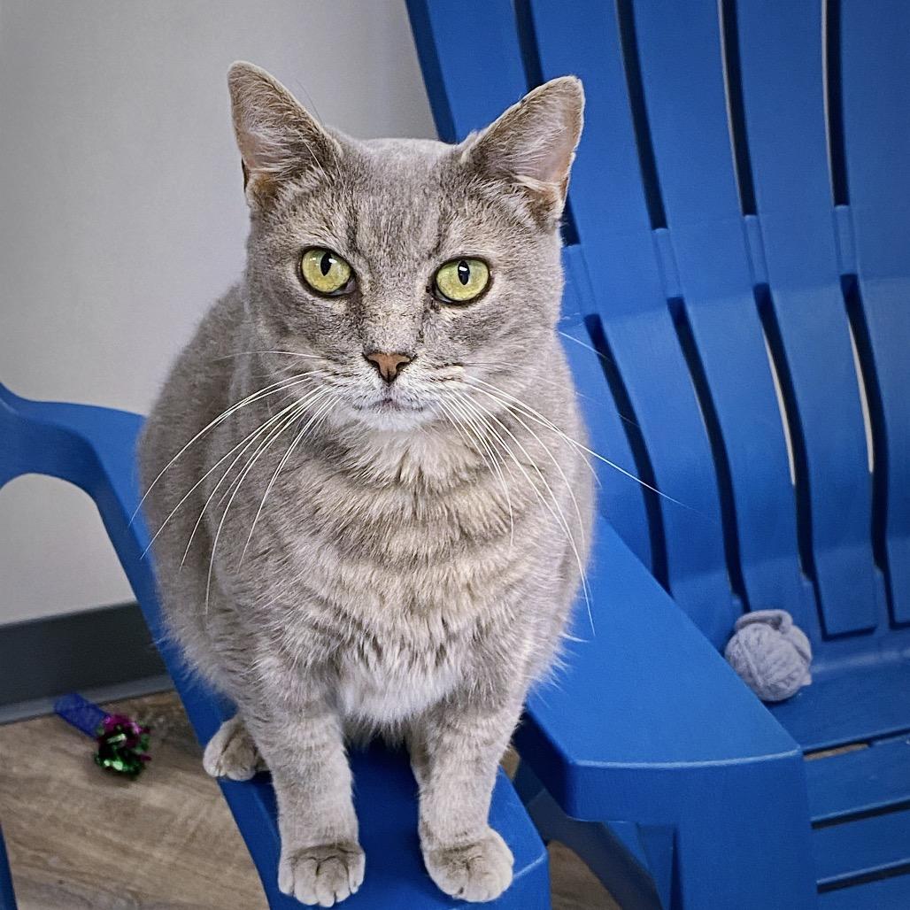 Enlarge Luna, a Adoptable Domestic Short Hair in Huntsville, AL image 2/4