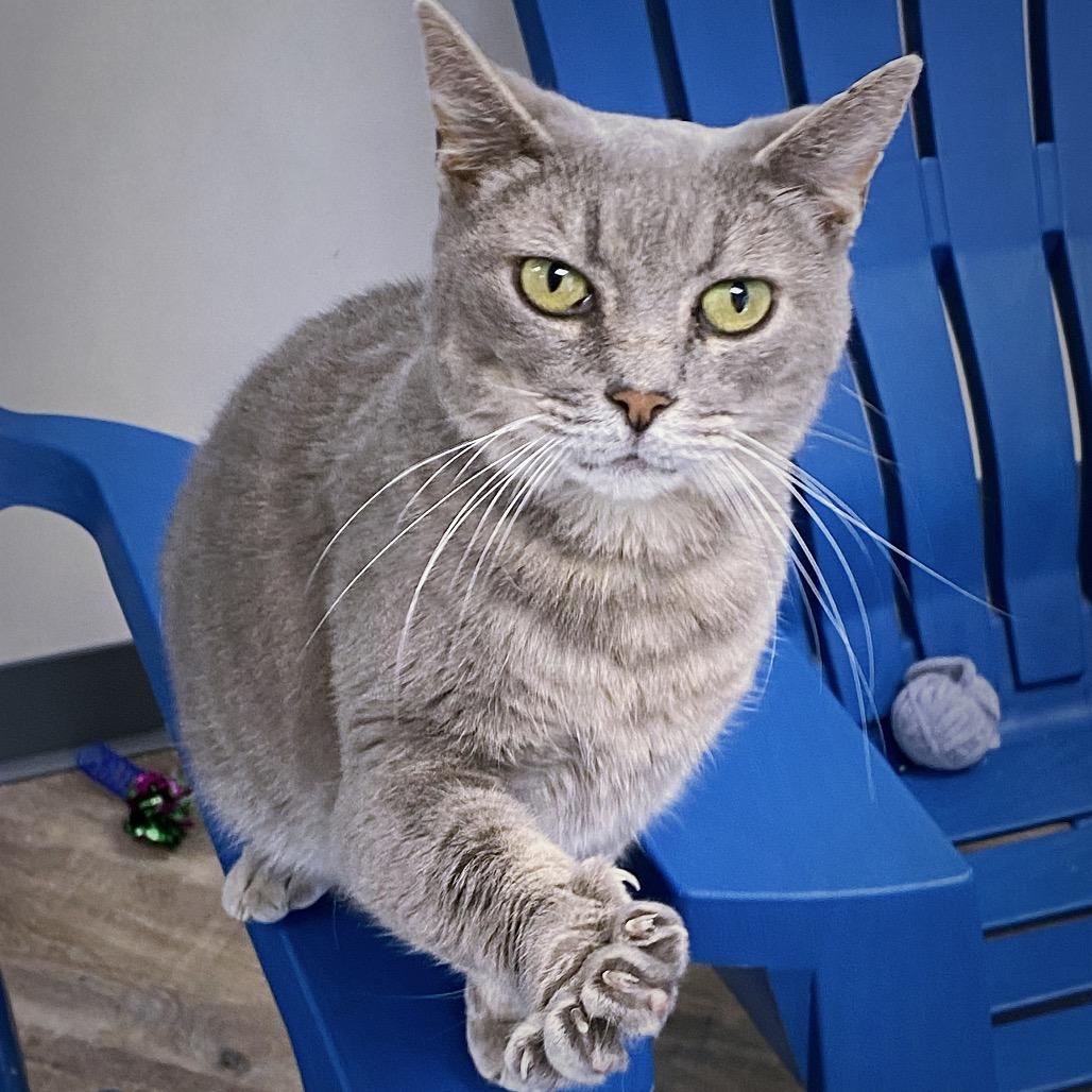 Enlarge Luna, a Adoptable Domestic Short Hair in Huntsville, AL image 3/4