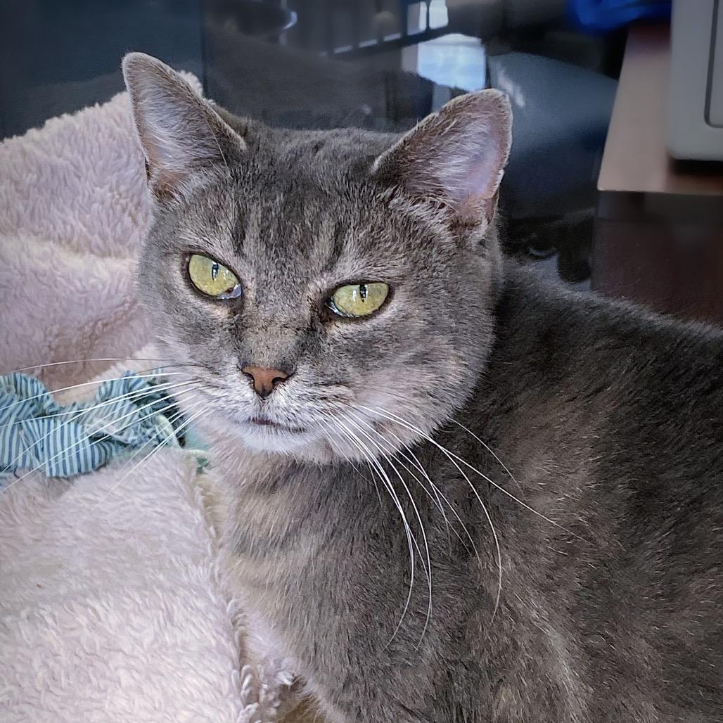 Enlarge Luna, a Adoptable Domestic Short Hair in Huntsville, AL image 4/4