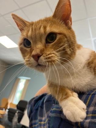 Maisy, Adoptable, Senior Female Domestic Short Hair & Domestic Short Hair.