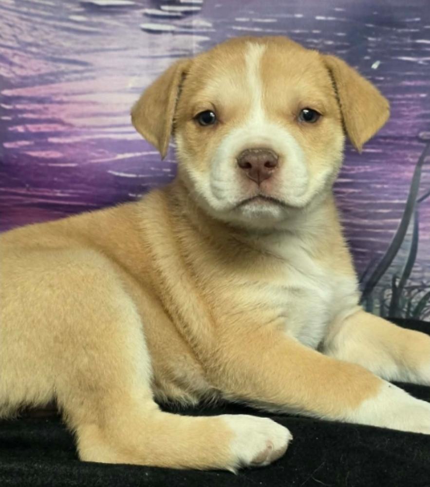 Enlarge Fritter, a Adoptable mixed breed in Sedalia, CO image 2/4