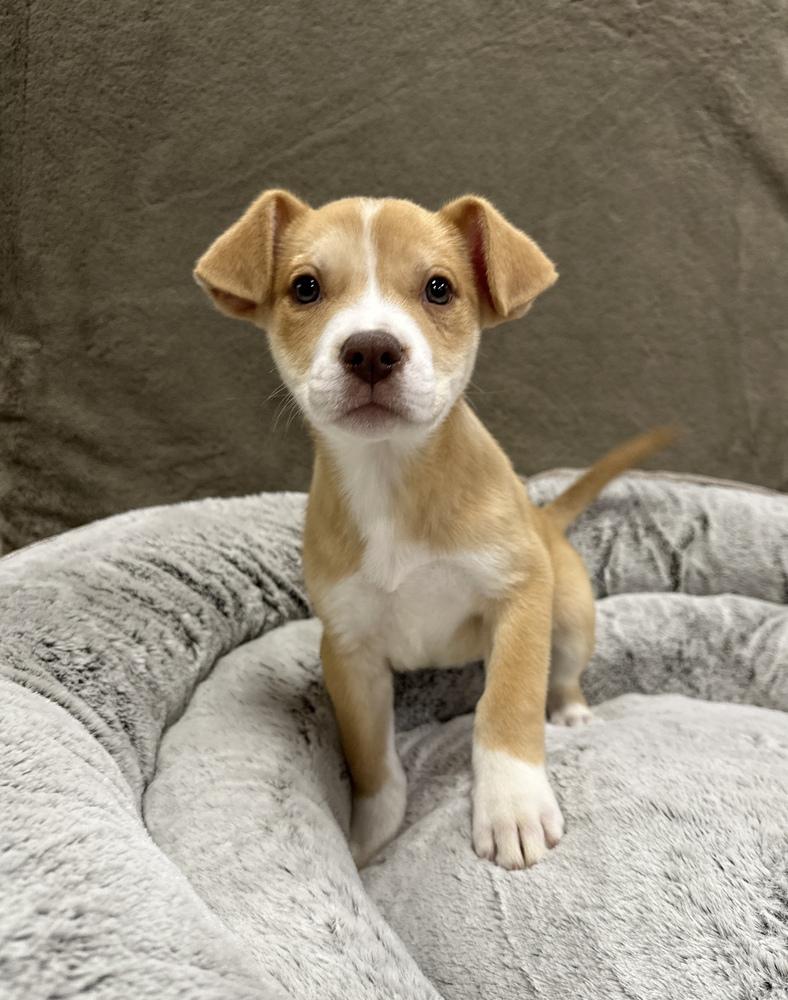 Enlarge Fritter, a Adoptable mixed breed in Sedalia, CO image 3/4