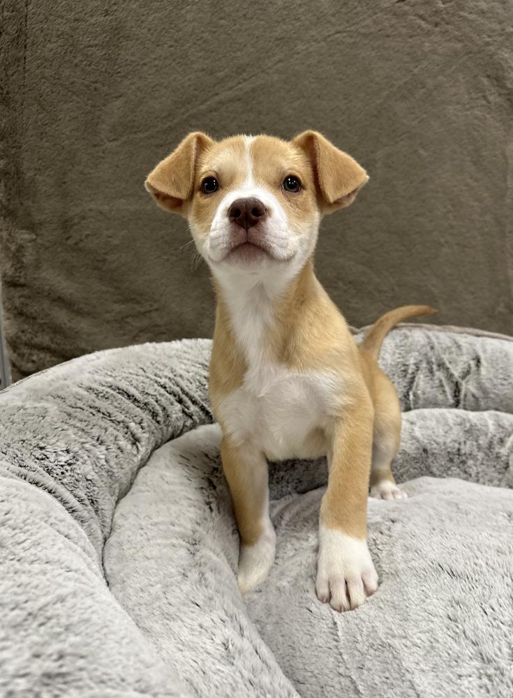 Enlarge Fritter, a Adoptable mixed breed in Sedalia, CO image 4/4