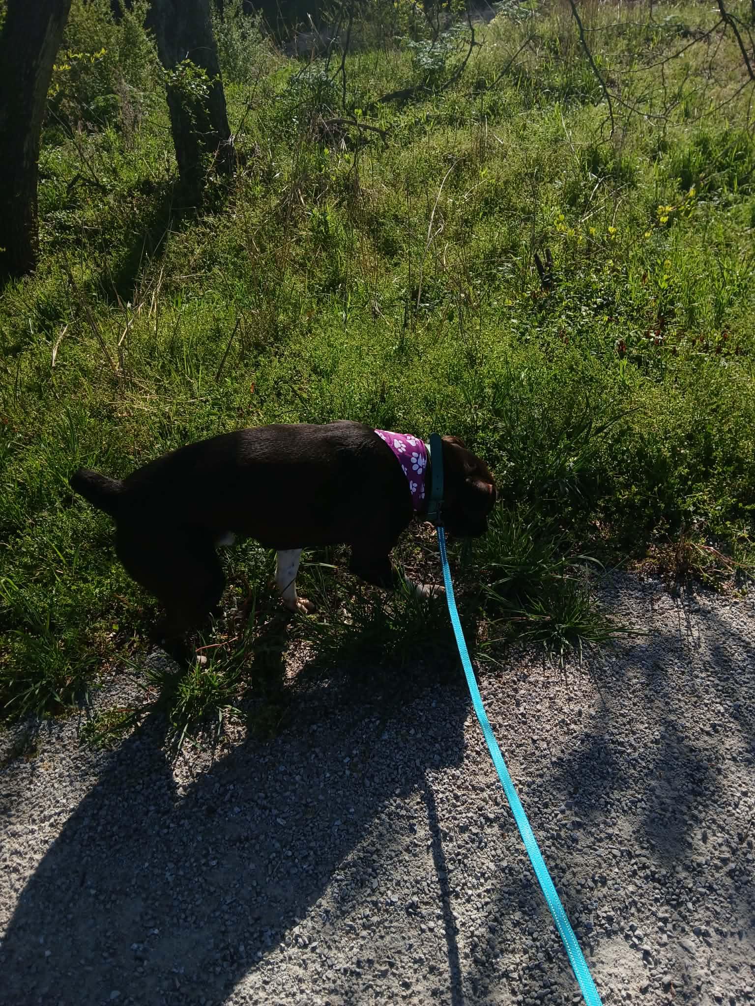 Enlarge Wallaby, a Adoptable mixed breed in Harrison, AR image 2/4