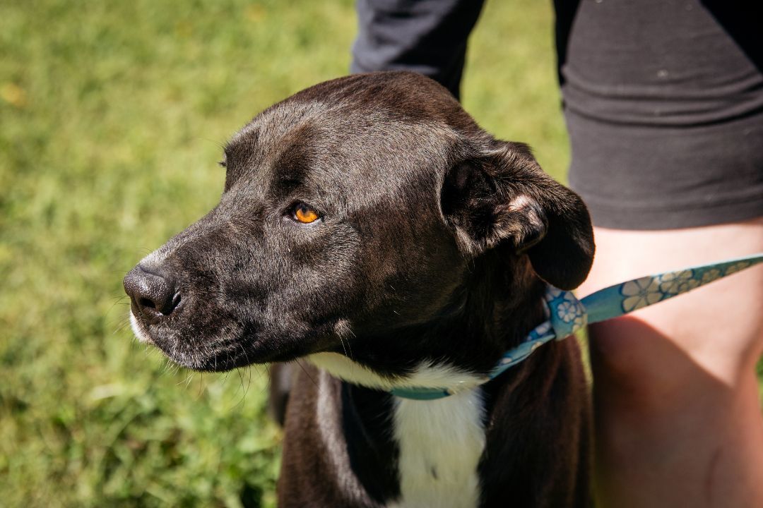 Wallaby, Adoptable, Adult Male Labrador Retriever & Terrier.
