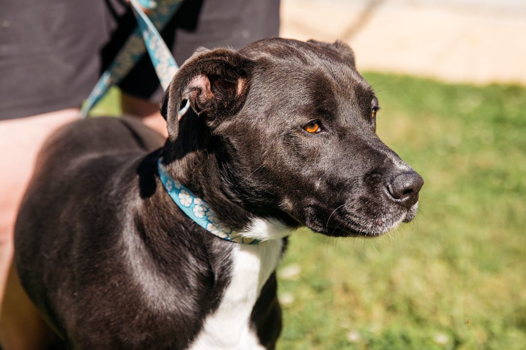 Wallaby, a Adoptable mixed breed in Harrison, AR image 2/3