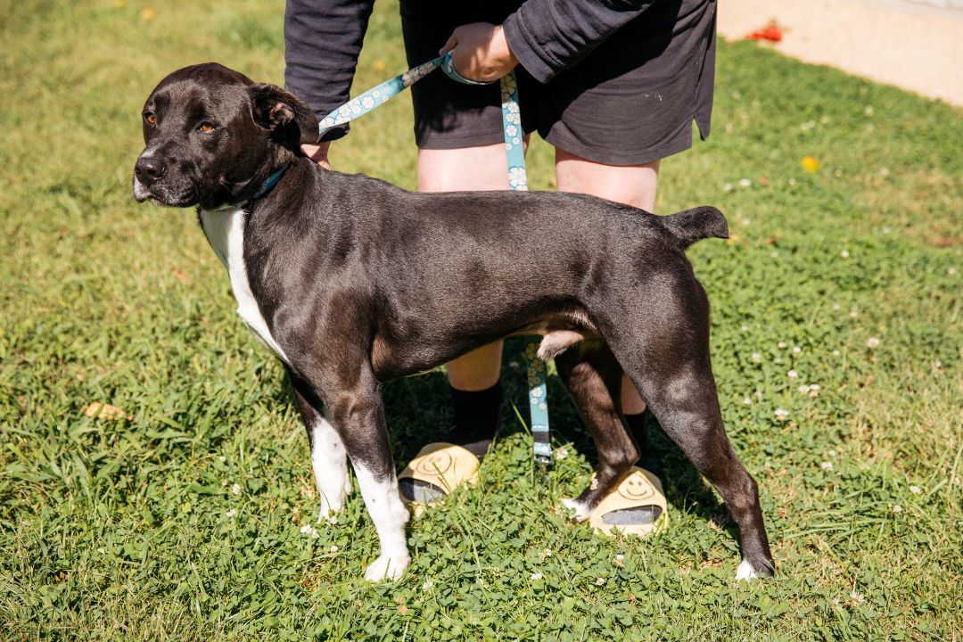 Wallaby, a Adoptable mixed breed in Harrison, AR image 3/3