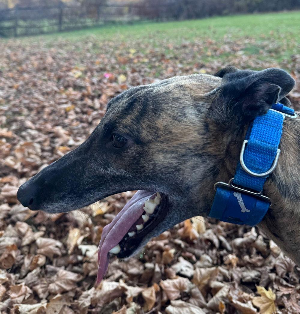 Dog for adoption - Diddley, a Greyhound in Ware, MA | Petfinder