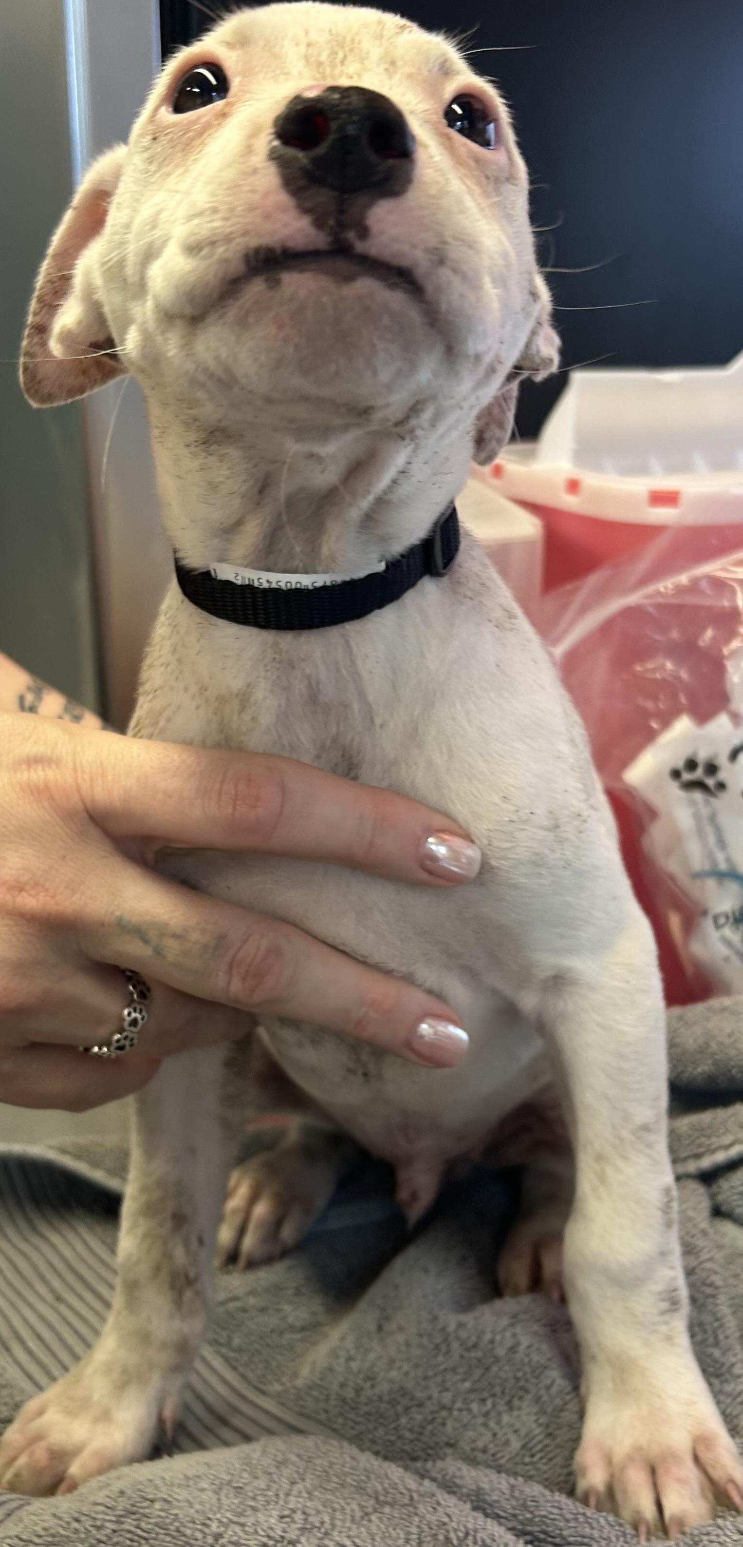 Will Byers, Adoptable, Puppy Male Terrier.