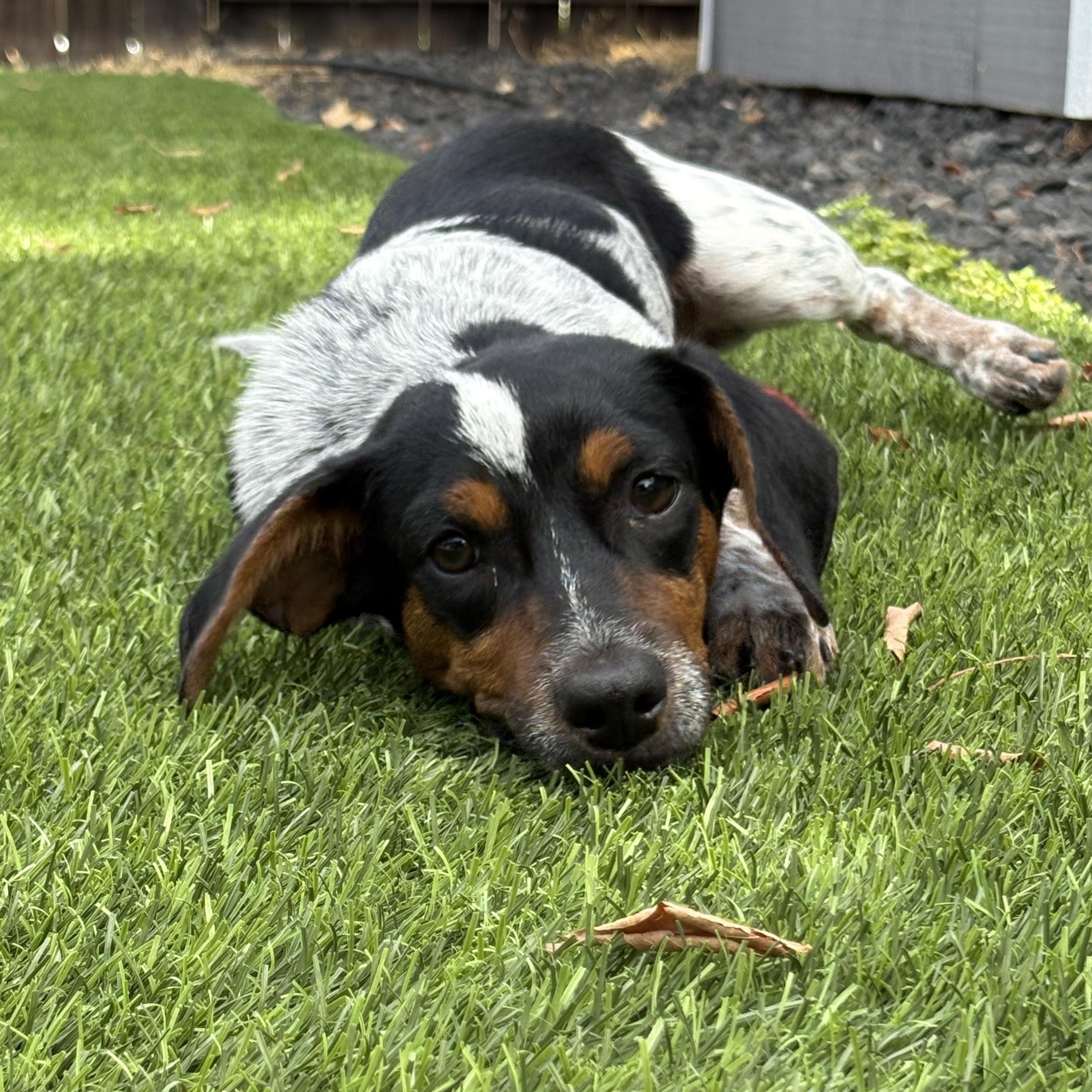 Georgie, adopted, Young Male Dachshund.