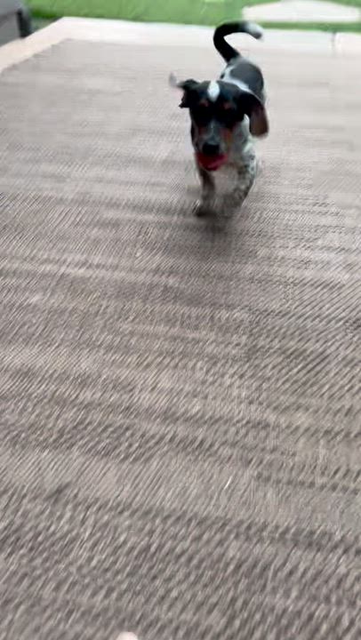 Enlarge Georgie, an adopted mixed breed in Penryn, CA video 2/2