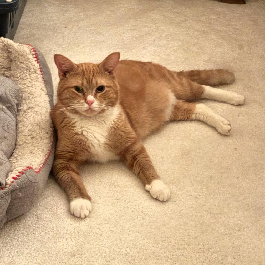 Anthony, Adoptable, Adult Male Domestic Short Hair.