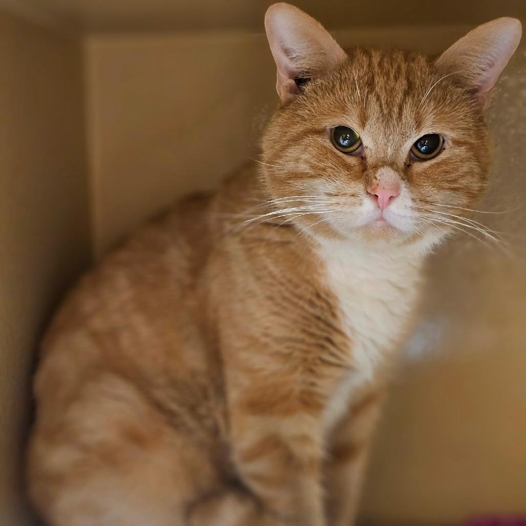 Enlarge Anthony, a Adoptable Domestic Short Hair in Fairfax, VA image 1/2