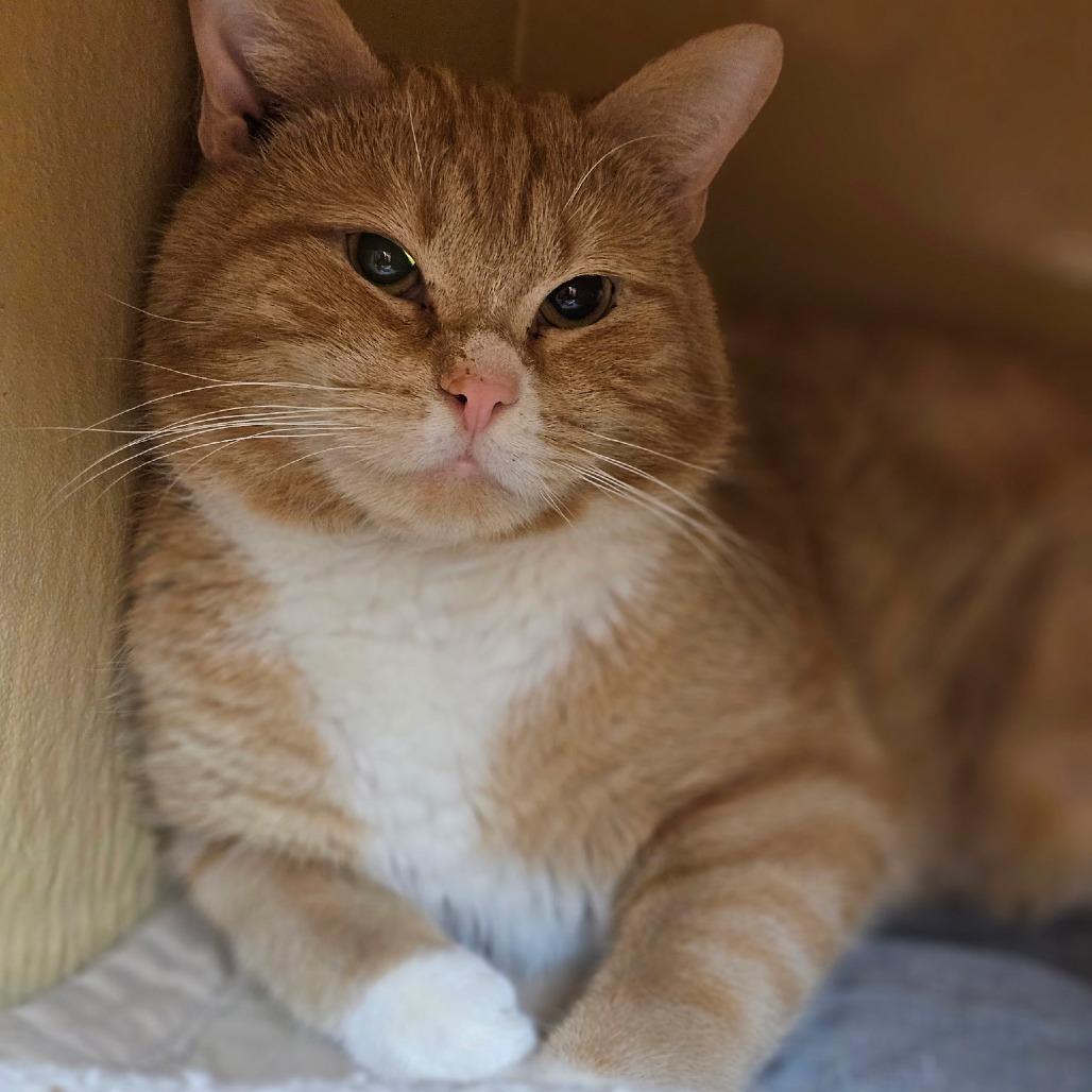 Enlarge Anthony, a Adoptable Domestic Short Hair in Fairfax, VA image 2/2