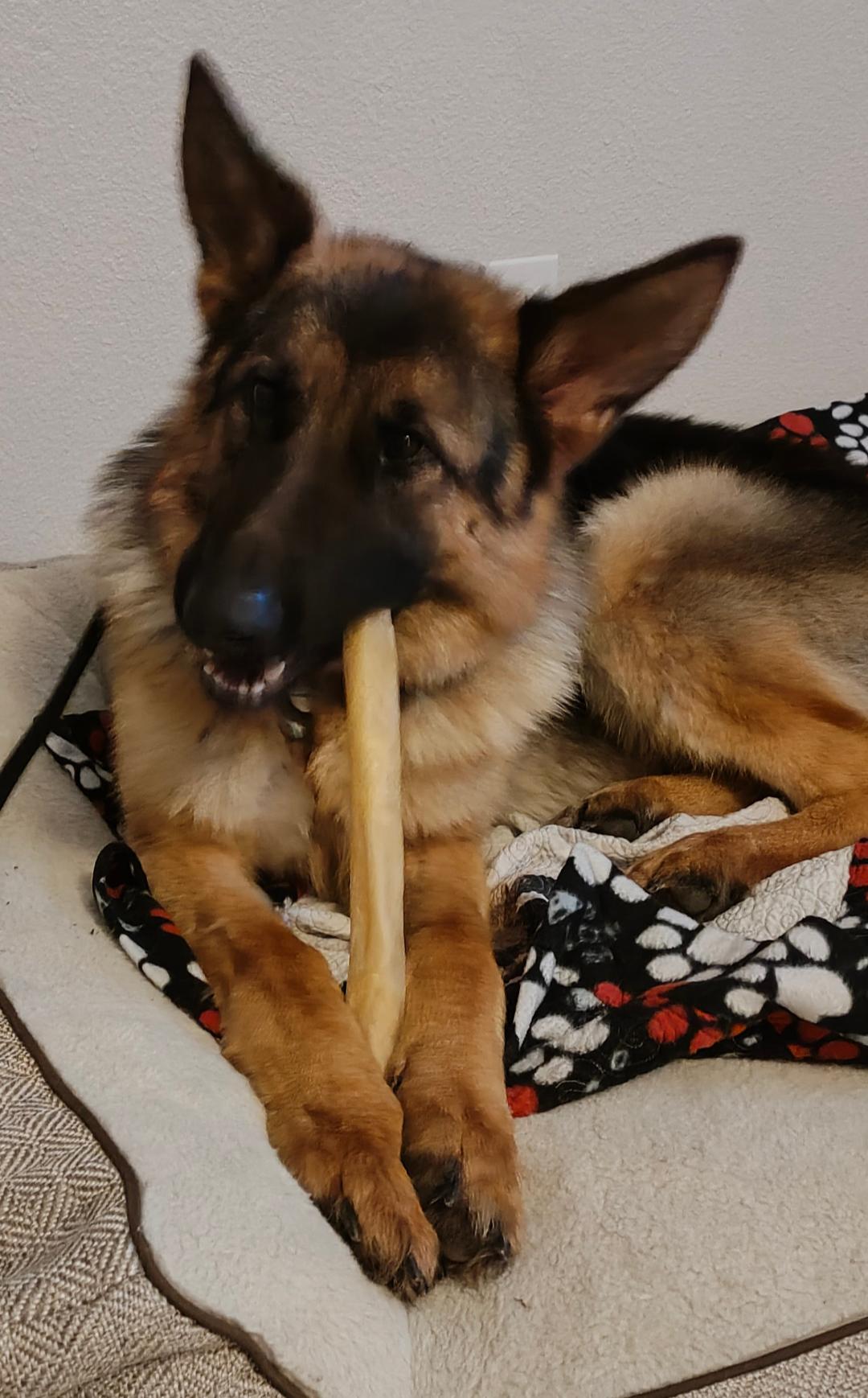 Enlarge Ray, a Adopted German Shepherd Dog in Corona, CA image 1/4