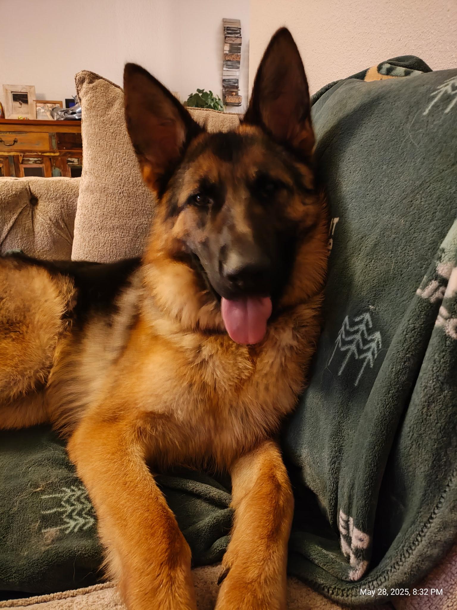 Ray, Young Male German Shepherd Dog