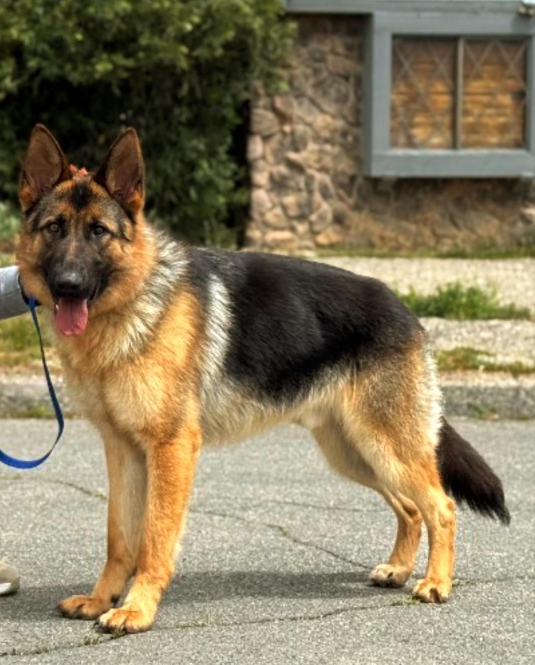 Enlarge Ray, a Adopted German Shepherd Dog in Corona, CA image 3/4