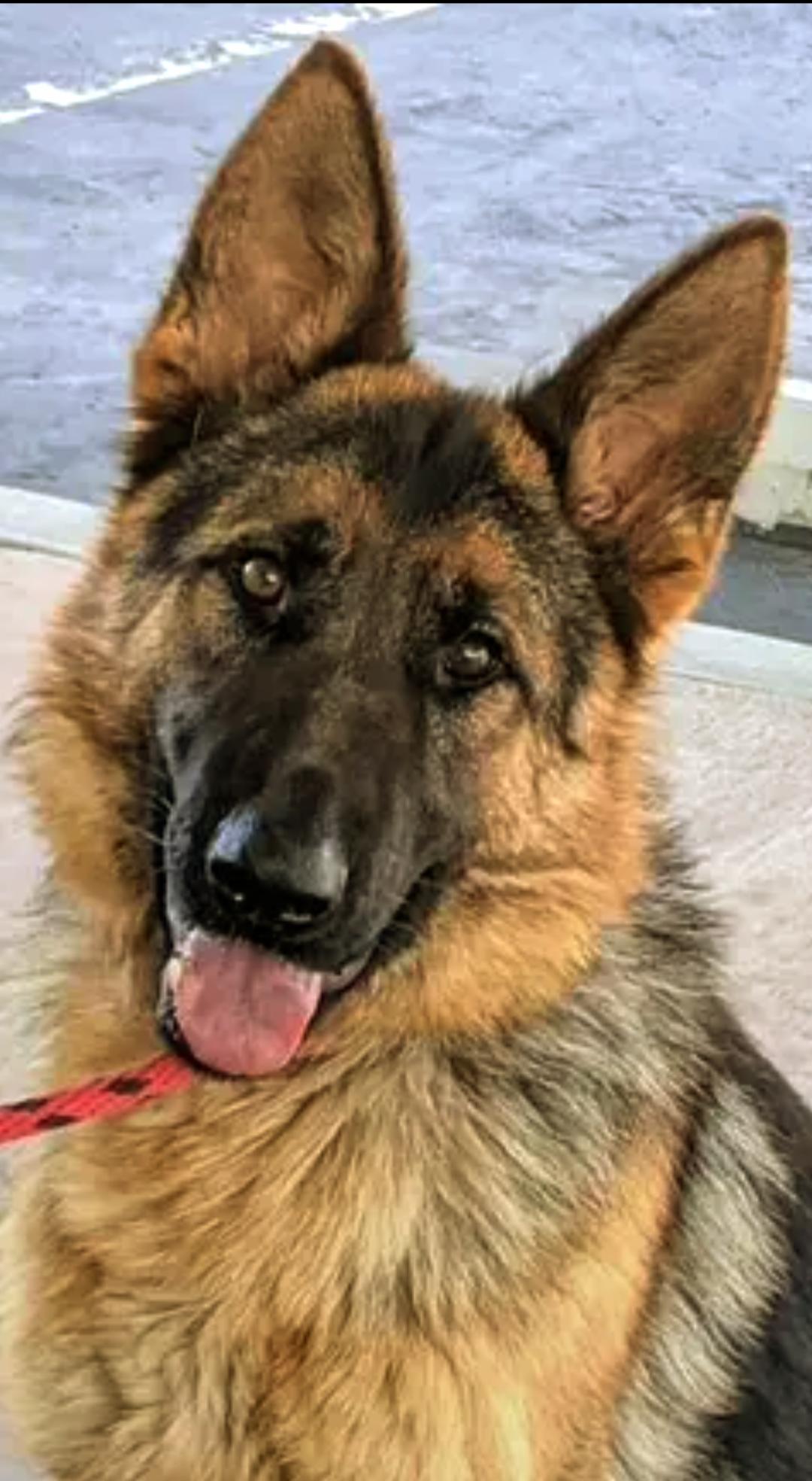 Enlarge Ray, a Adopted German Shepherd Dog in Corona, CA image 4/4