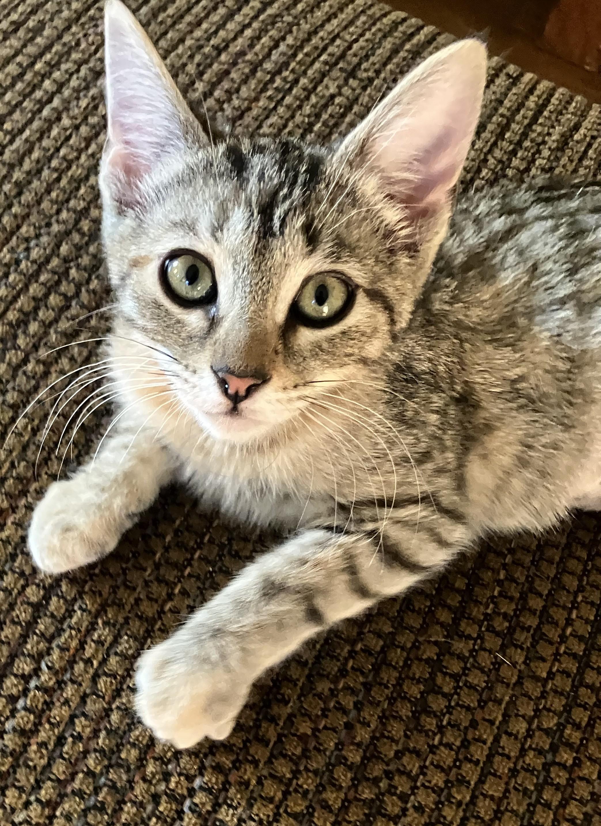 Cedar - Gentle Soul with a Playful Side, a ADOPTABLE Tabby in Prescott, AZ image 1/4