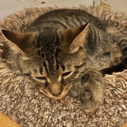 Bert and Ernie, Adoptable, Kitten Male Domestic Short Hair.