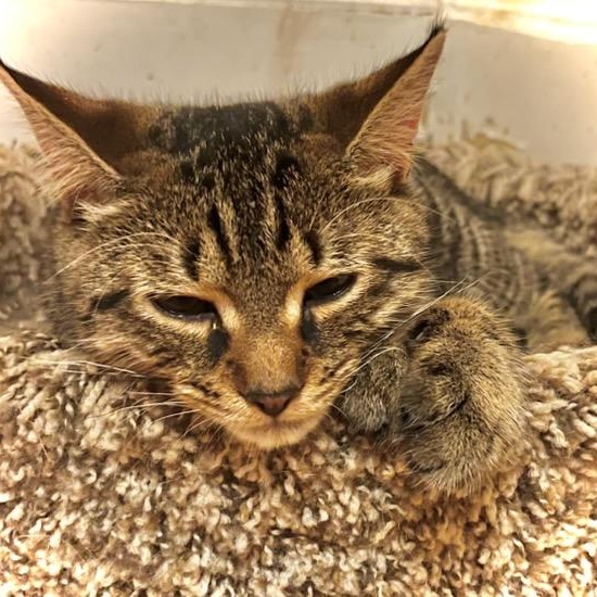 Enlarge Bert and Ernie, a Adoptable Domestic Short Hair in Stanhope, NJ image 2/5