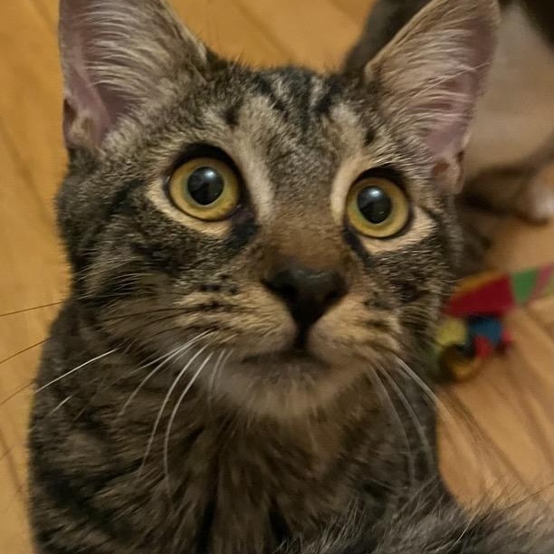Enlarge Bert and Ernie, a Adoptable Domestic Short Hair in Stanhope, NJ image 5/5