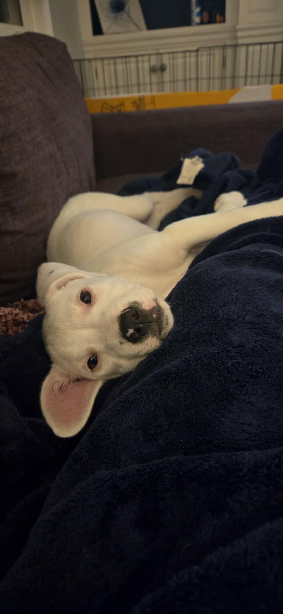 FANNY, a Adopted mixed breed in Pomfret Center, CT image 1/3