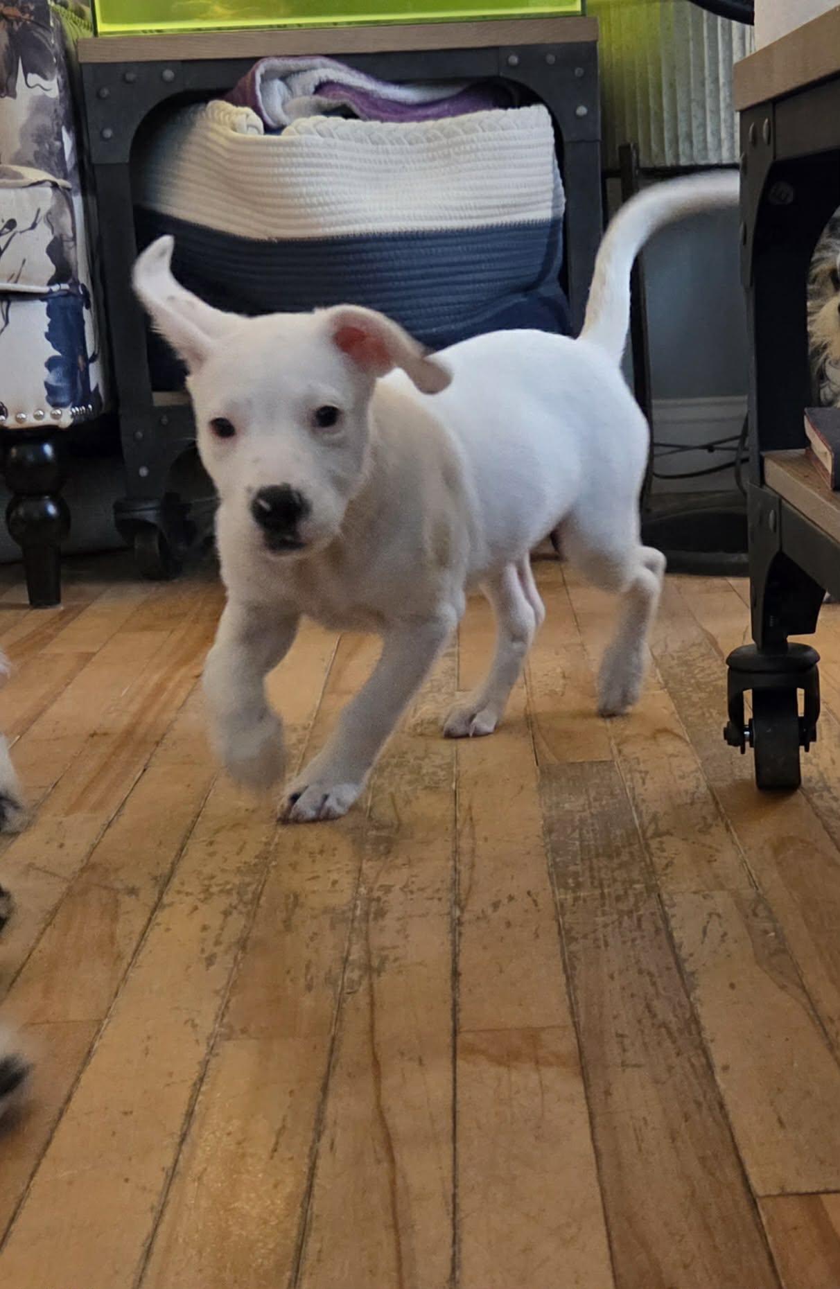 FANNY, a Adopted mixed breed in Pomfret Center, CT image 3/3