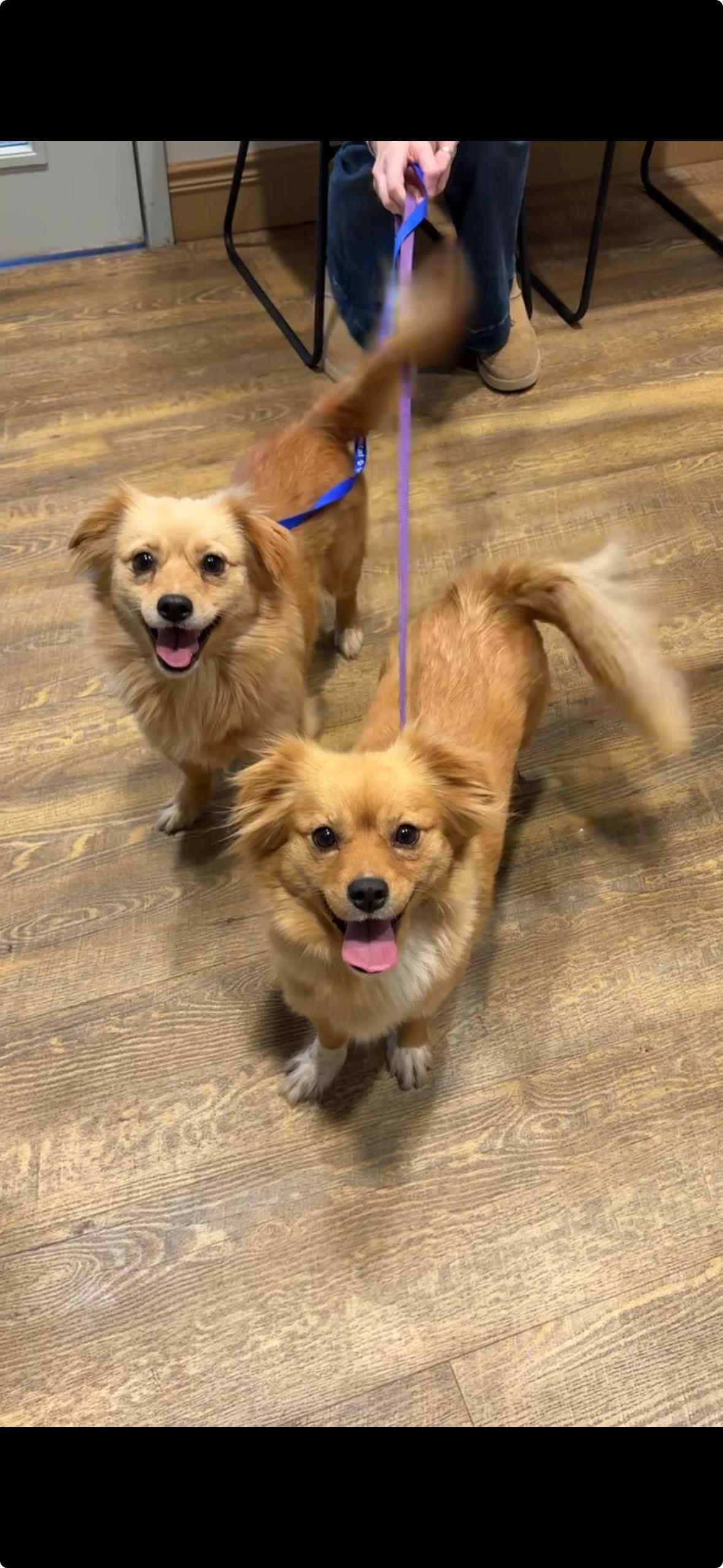 Pomie, adopted, Young Female Pomeranian & Dachshund (Long Haired).