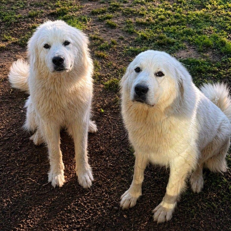 Enlarge Cordelia & Ophelia, a ADOPTABLE Great Pyrenees in Atlanta, GA image 3/3