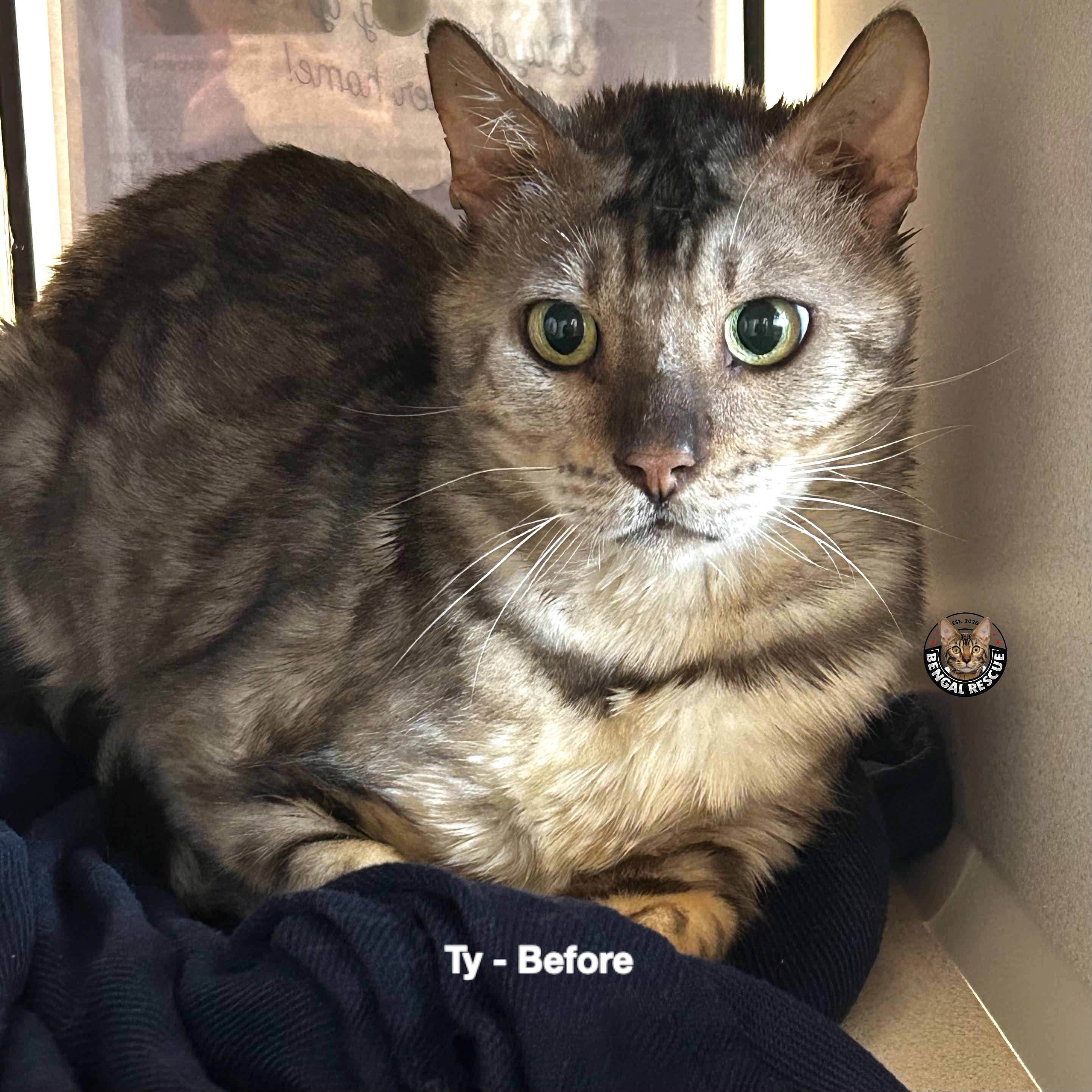Enlarge Ty, a ADOPTABLE Bengal in Oakland, CA image 2/6