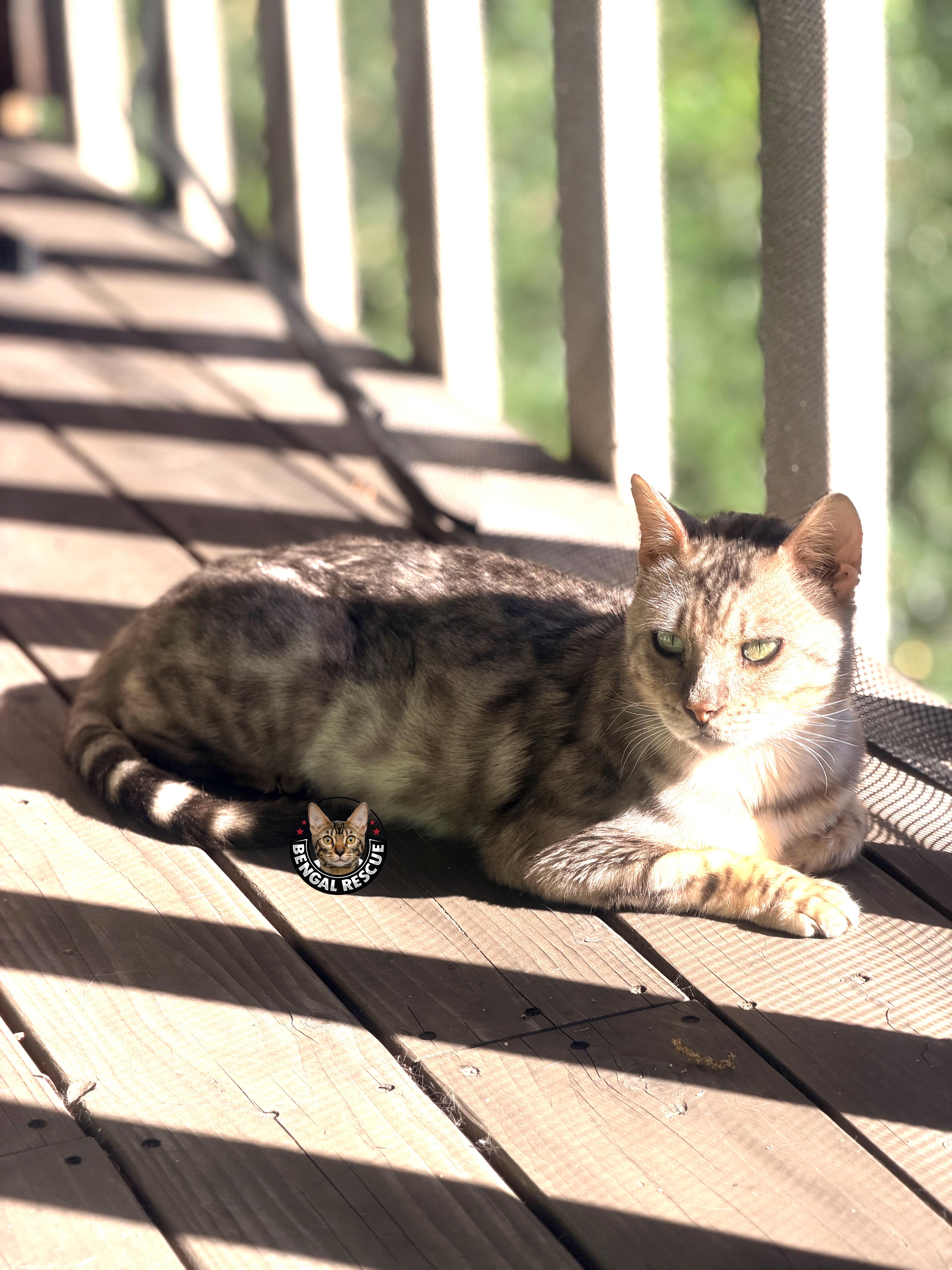 Enlarge Ty, a ADOPTABLE Bengal in Oakland, CA image 4/6