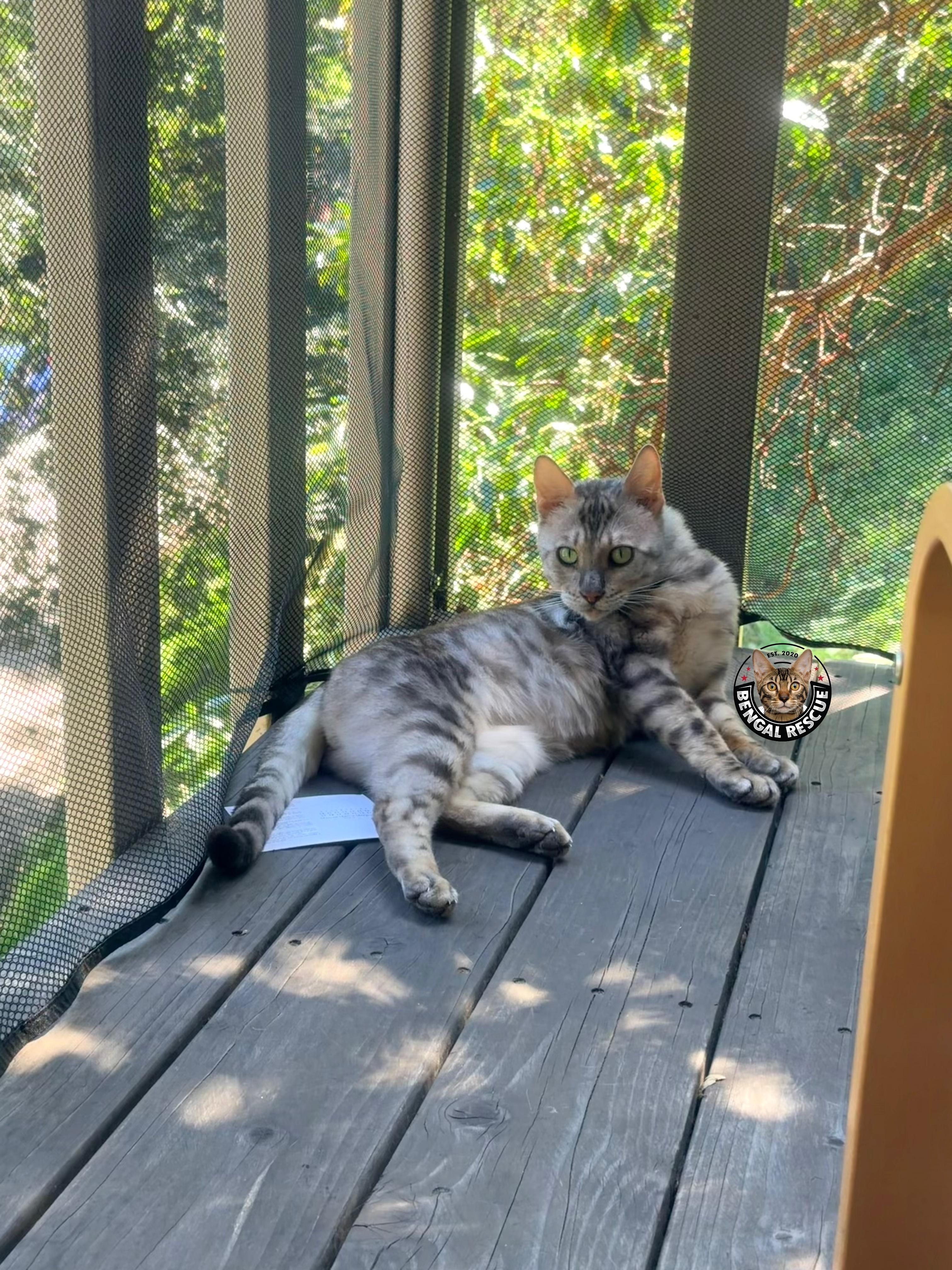 Enlarge Ty, a ADOPTABLE Bengal in Oakland, CA image 5/6