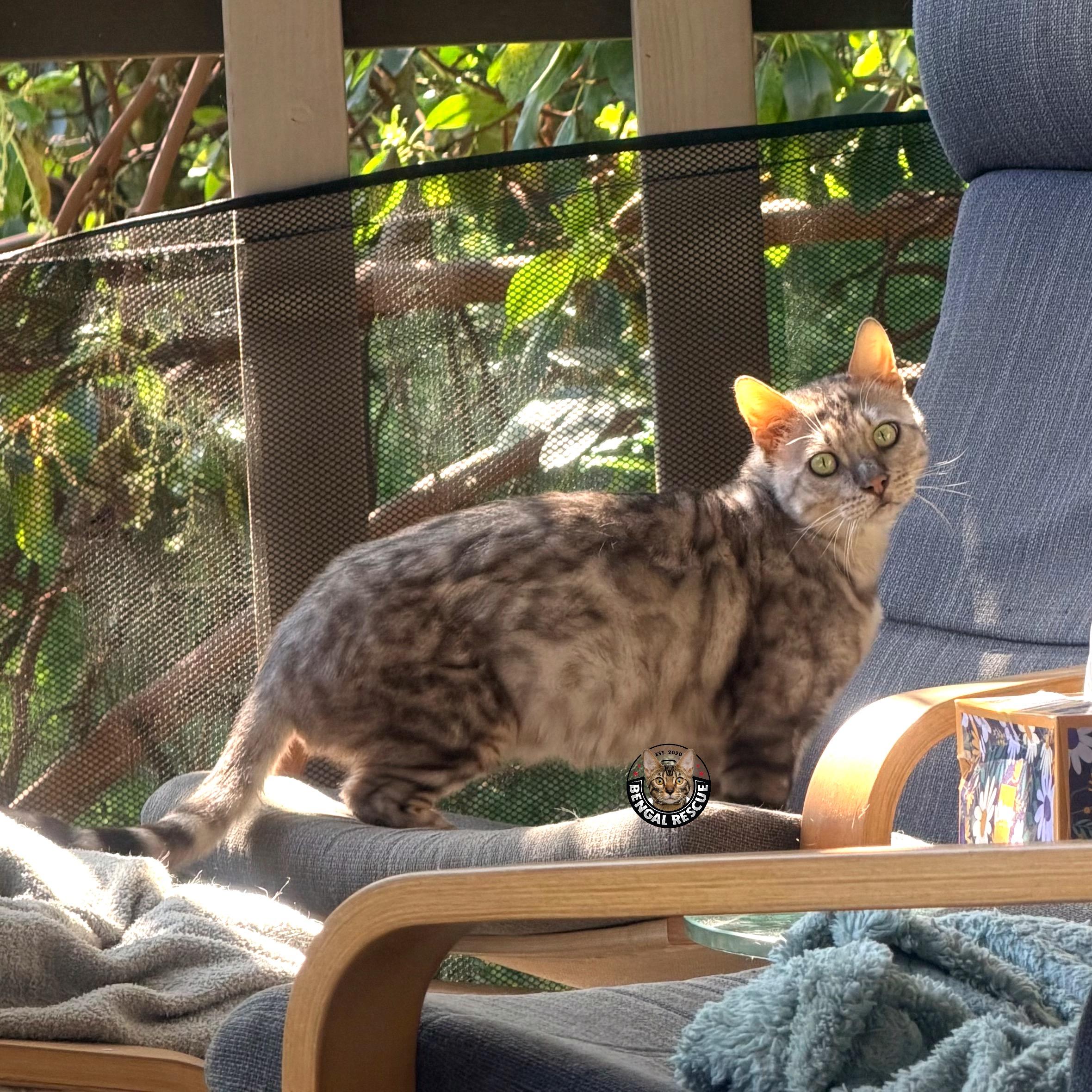 Enlarge Ty, a ADOPTABLE Bengal in Oakland, CA image 3/6