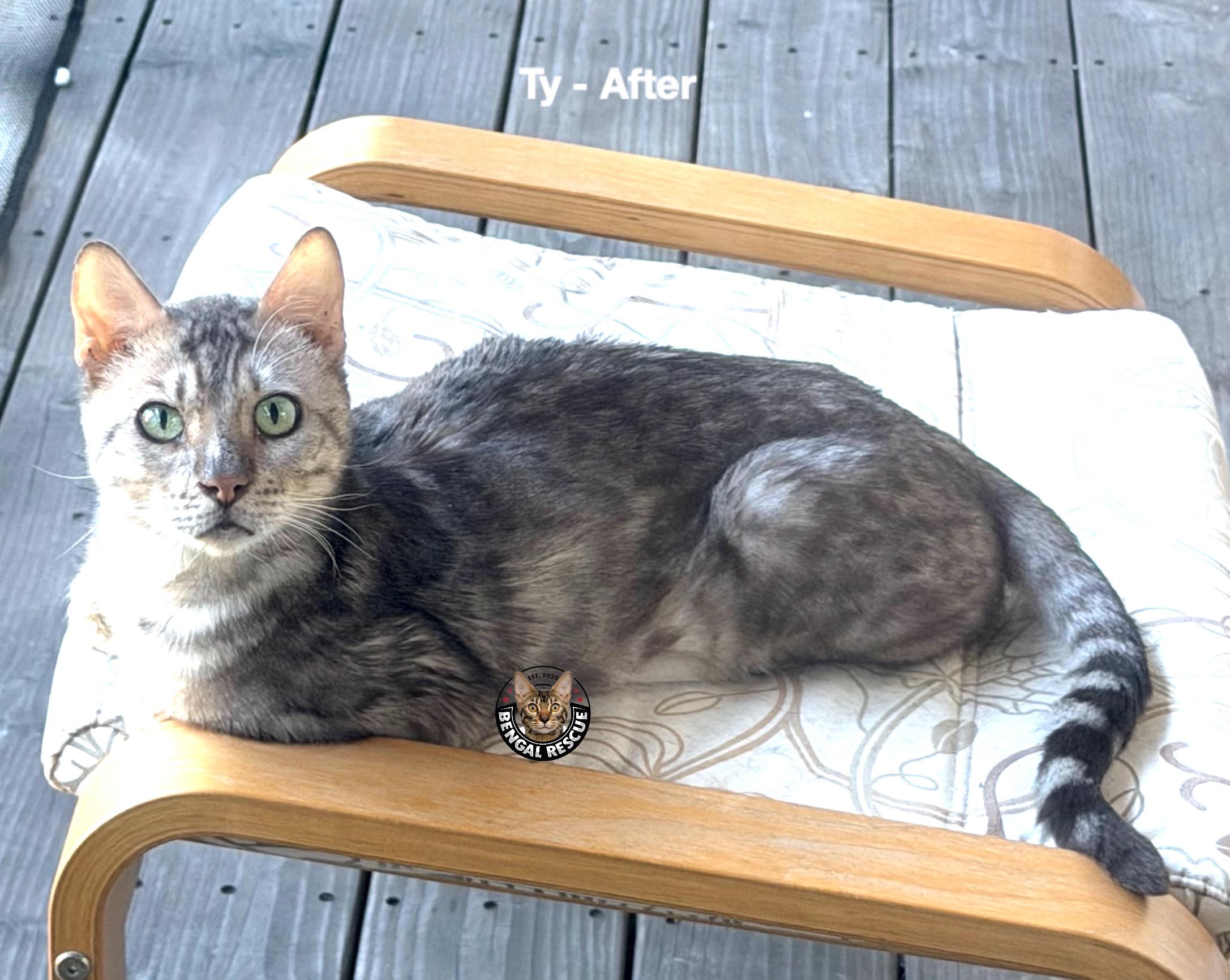 Ty, ADOPTABLE, Adult Male Bengal.