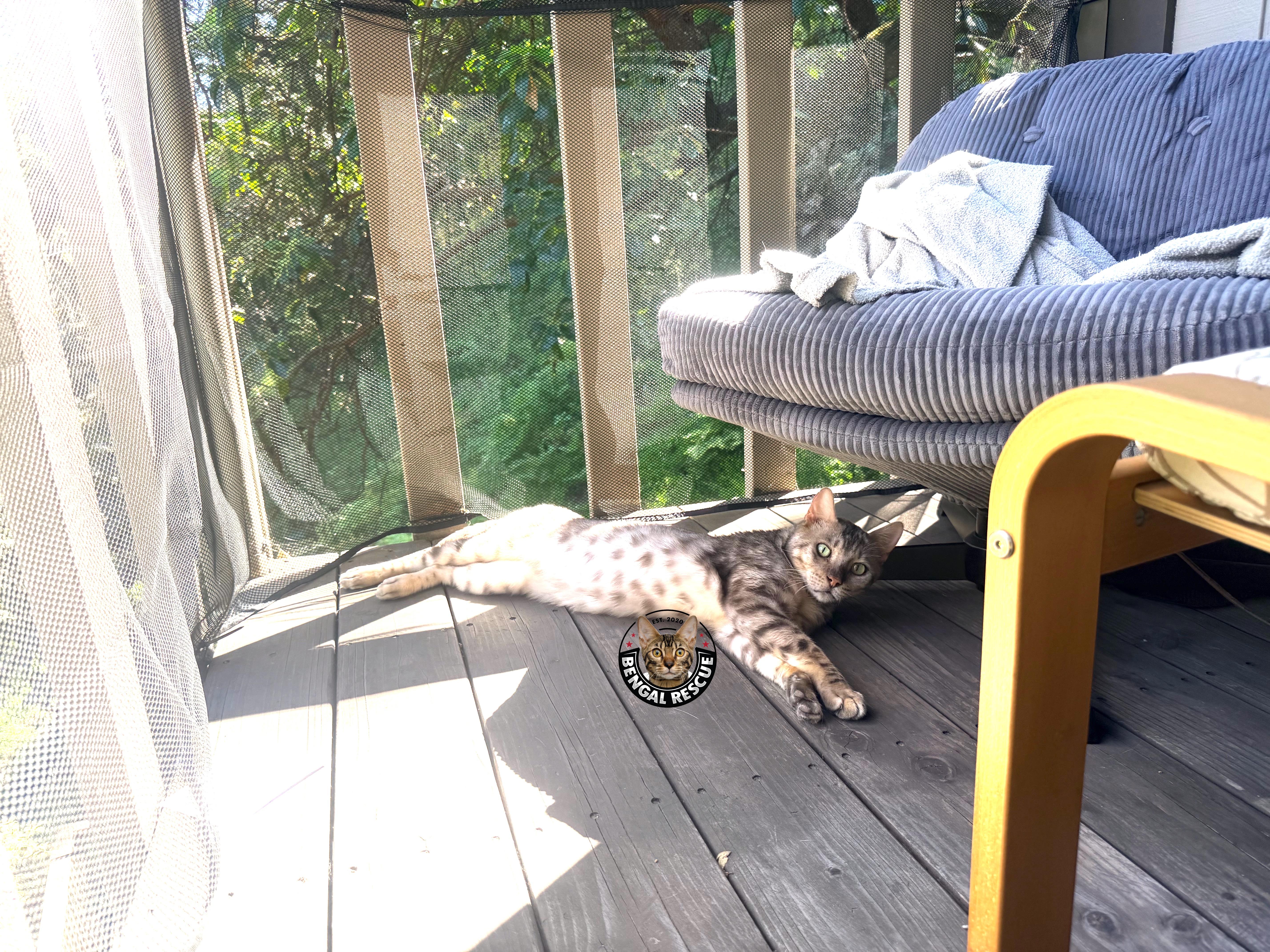 Enlarge Ty, a ADOPTABLE Bengal in Oakland, CA image 6/6