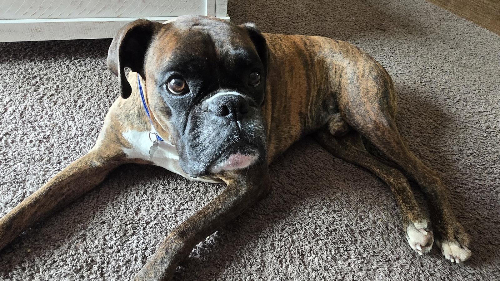 Loko, Adoptable, Adult Male Boxer.