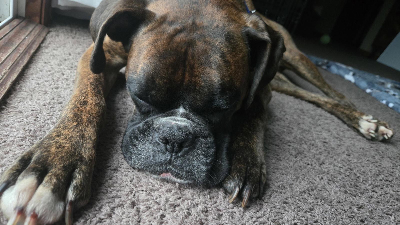 Enlarge Loko, a Adoptable Boxer in Woodbury, MN image 2/3