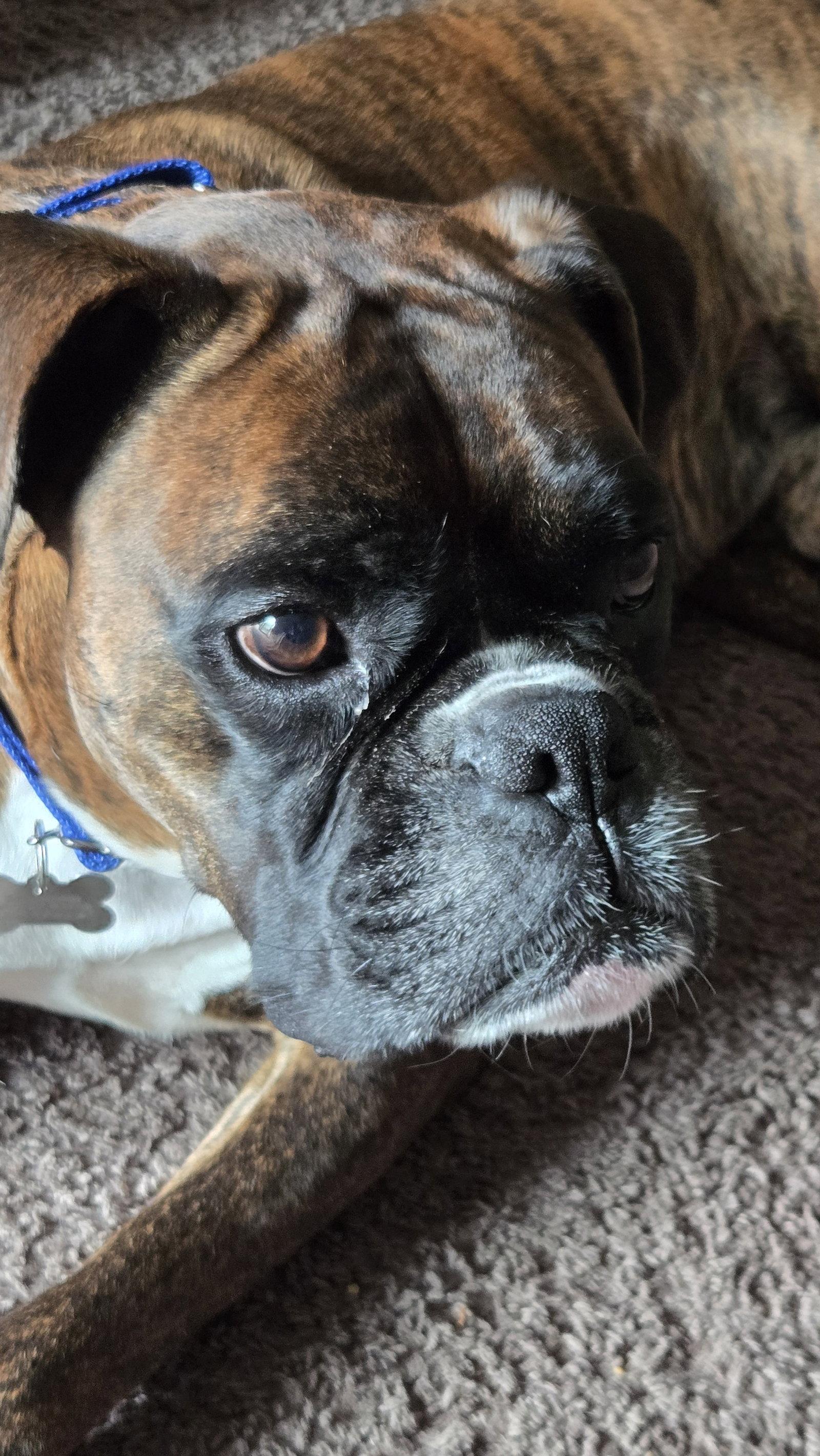 Enlarge Loko, a Adoptable Boxer in Woodbury, MN image 3/3
