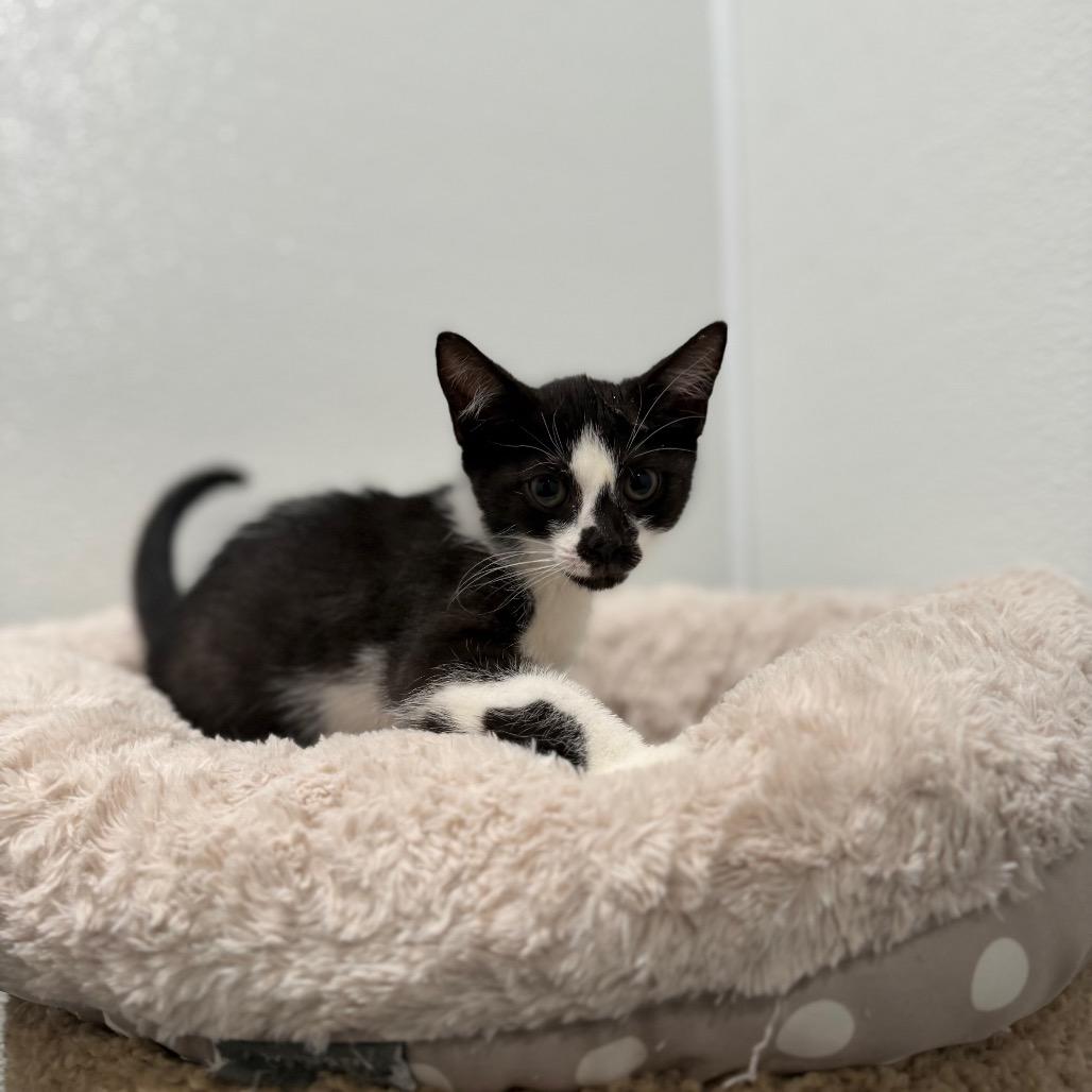 Enlarge Munster Cheese, a Adoptable Domestic Short Hair in Medford, NJ image 1/2