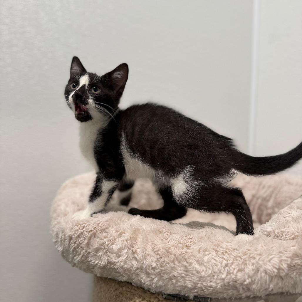 Enlarge Munster Cheese, a Adoptable Domestic Short Hair in Medford, NJ image 2/2