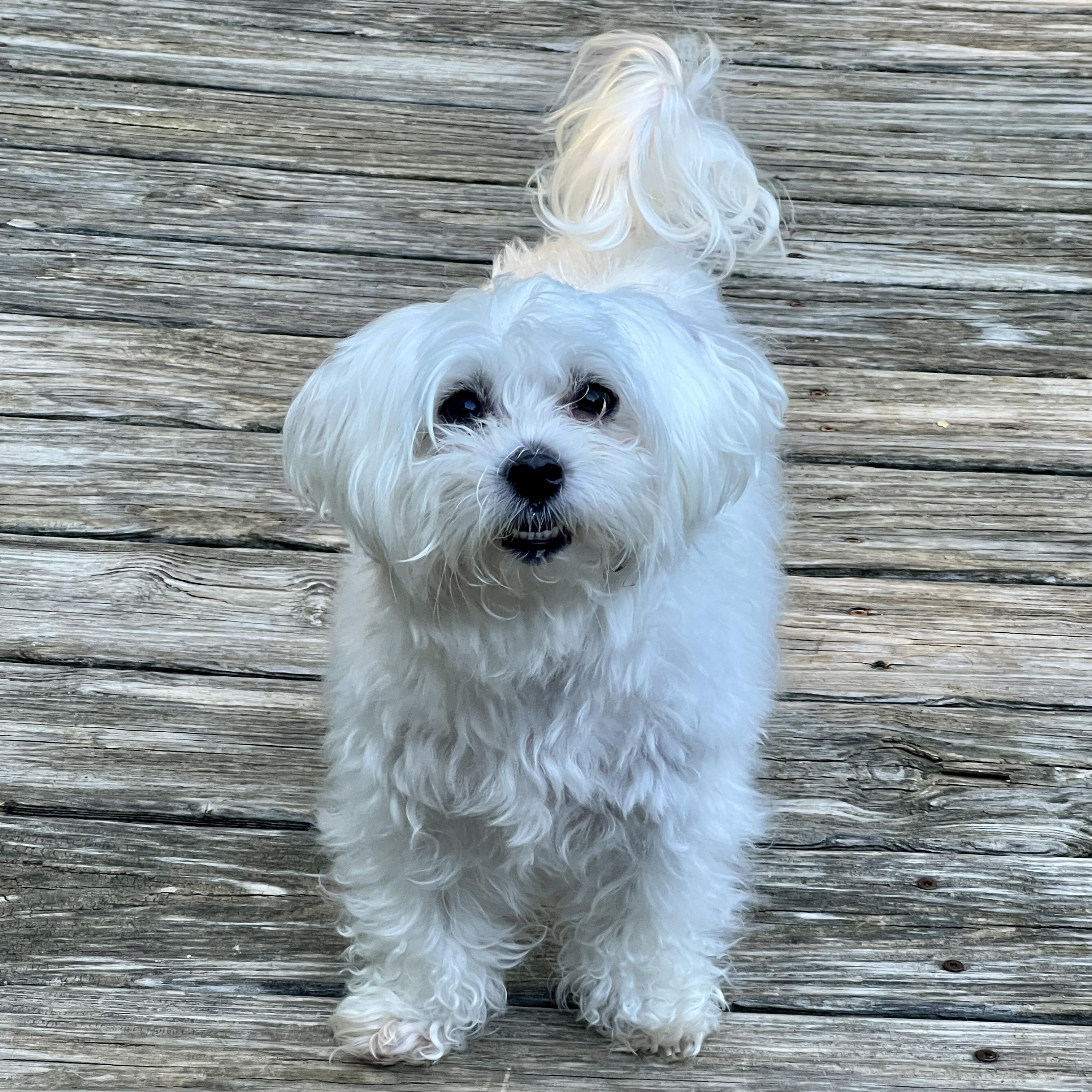Lexi, an adopted mixed breed in High Point, NC image 4/5