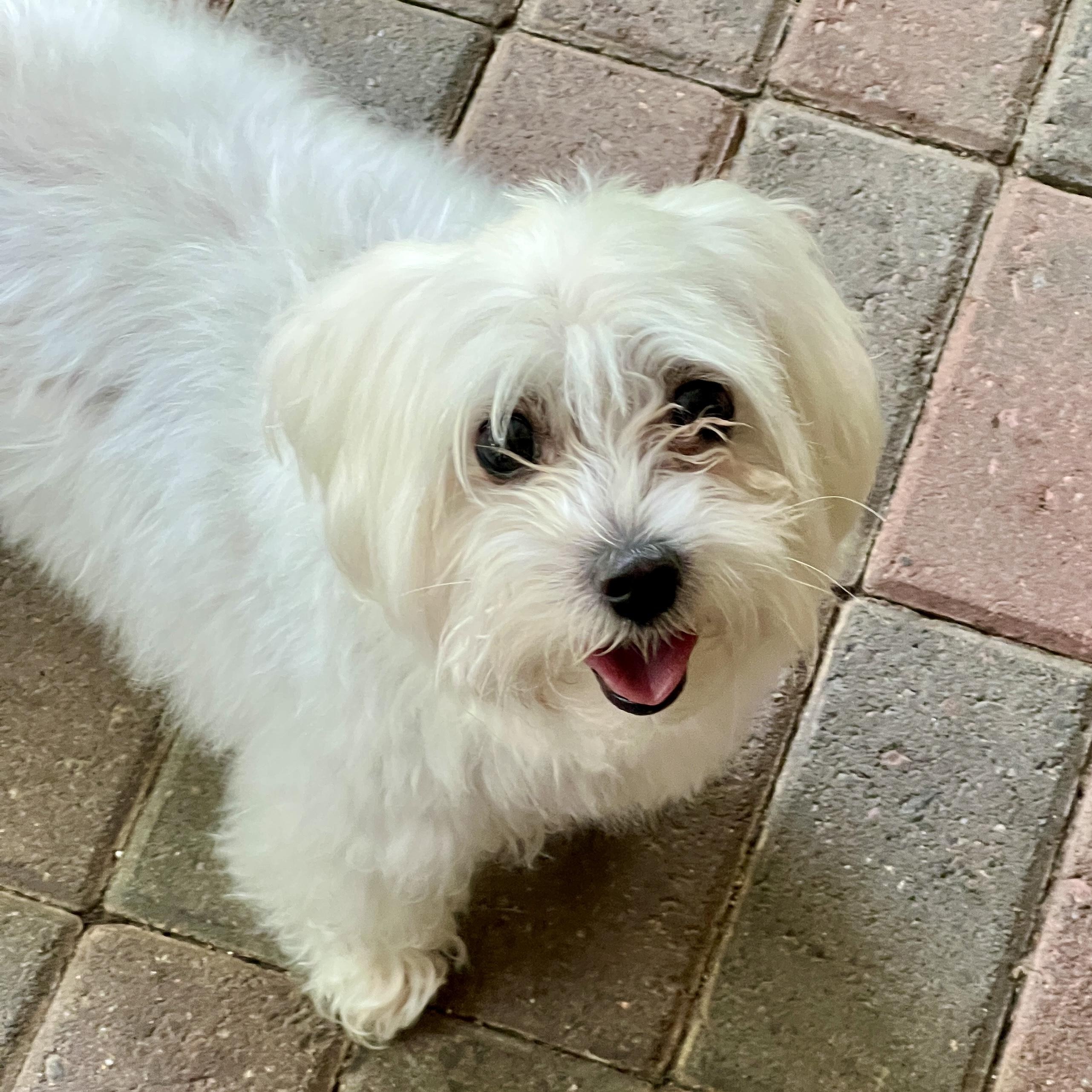 Lexi, an adopted mixed breed in High Point, NC image 3/5