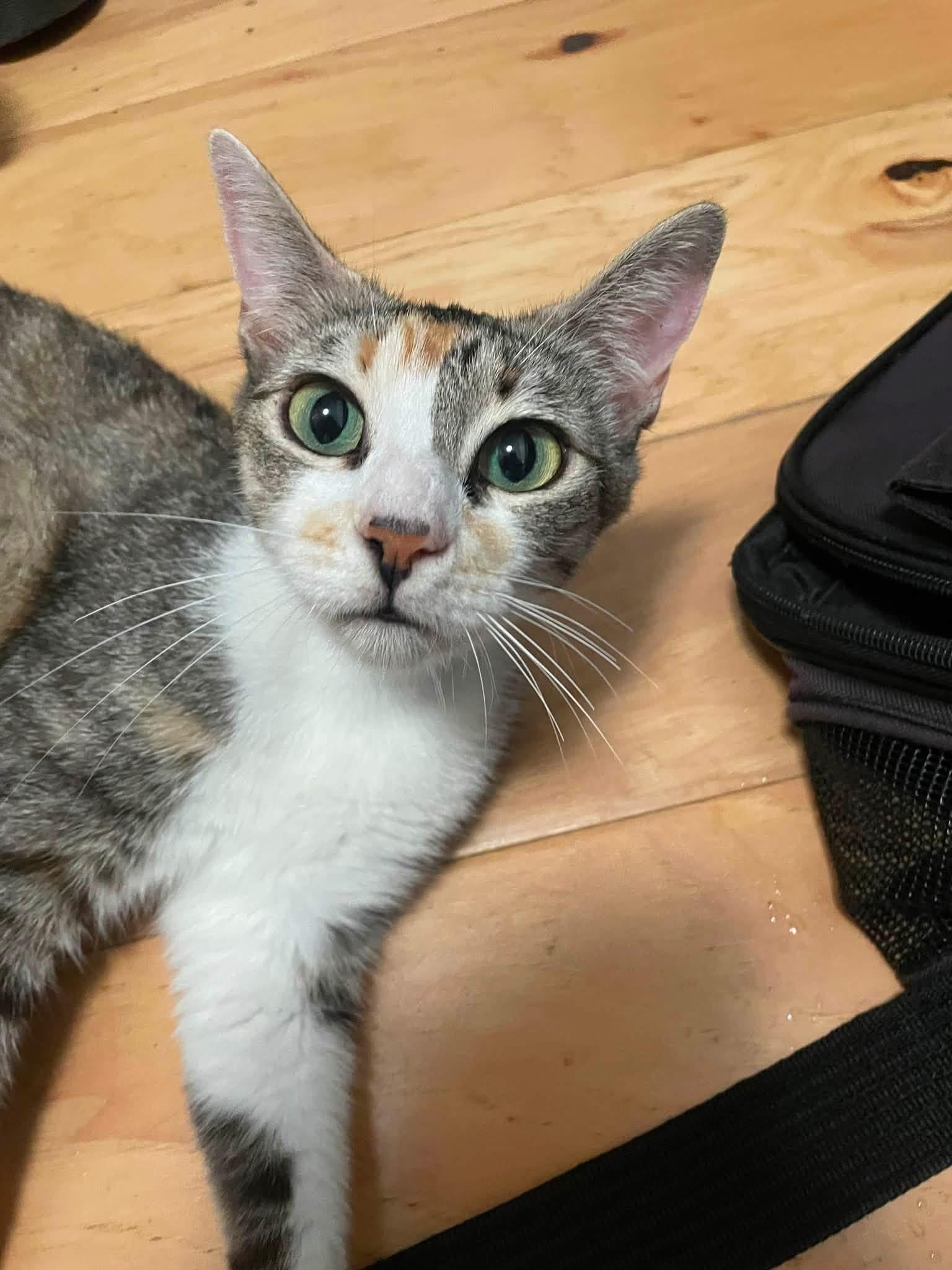 Cali and Kittens, a ADOPTABLE Calico in Santa Maria, CA image 1/6