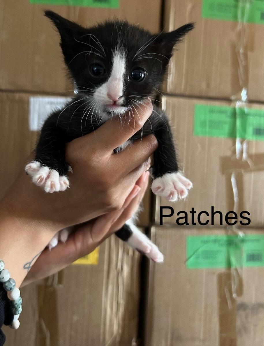Cali and Kittens, a ADOPTABLE Calico in Santa Maria, CA image 5/6