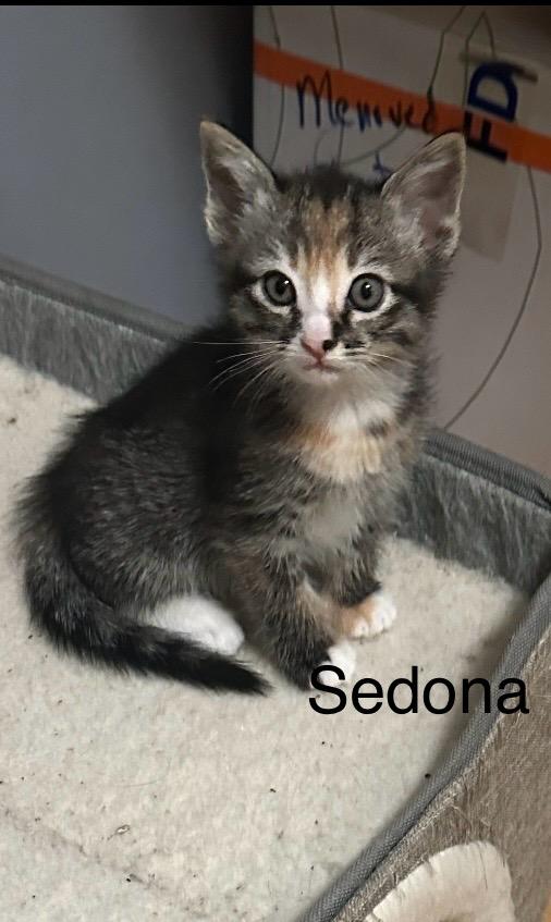 Cali and Kittens, a ADOPTABLE Calico in Santa Maria, CA image 4/6