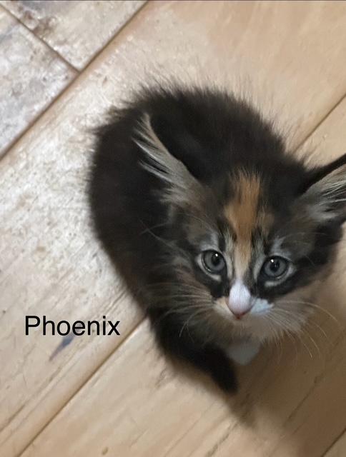 Cali and Kittens, a ADOPTABLE Calico in Santa Maria, CA image 3/6