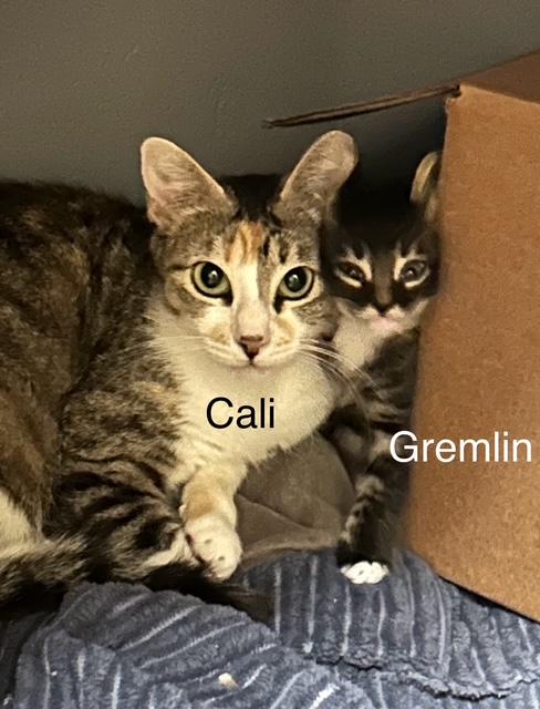 Cali and Kittens, a ADOPTABLE Calico in Santa Maria, CA image 1/6